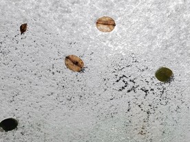 雪的窗花