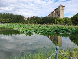 湖里荷花