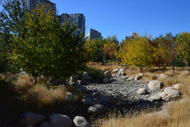 莲花池风景
