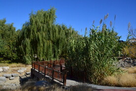 莲花池风景 