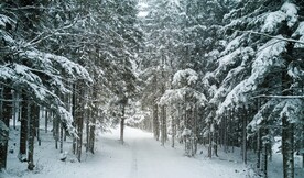 雪景             