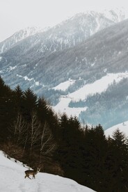 雪景             