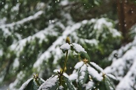雪景             