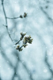 雪景             