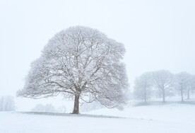 雪景             