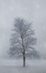 雪景             