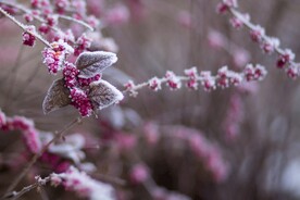 雪景             