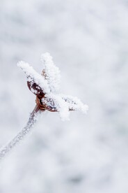 雪景             