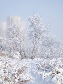 雪景             