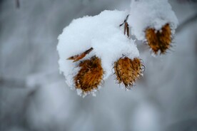 雪景             