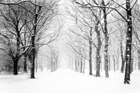 雪景             