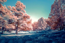 雪景             
