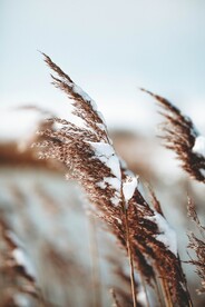 雪景             