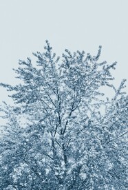 雪景             