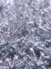 雪景             
