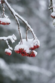 雪景             