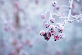 雪景             