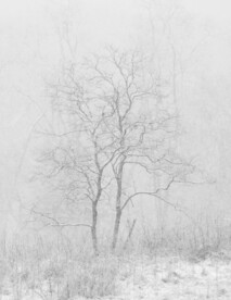 雪景             