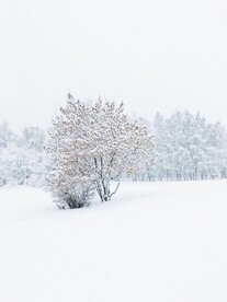 雪景             
