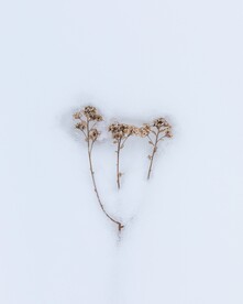 雪景             