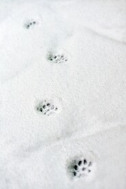 雪景             
