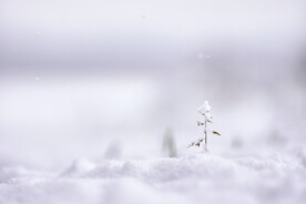 雪景             