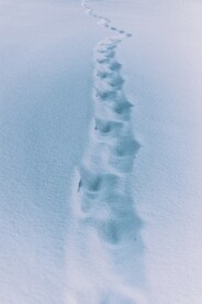 雪景             