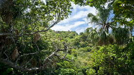 小笠原群岛