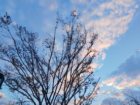 彩霞树木剪影