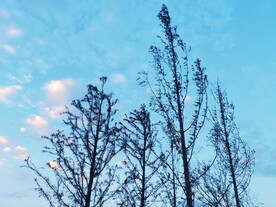 杉树剪影