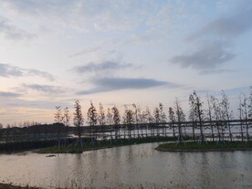 一排水杉剪影