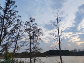 湖边水杉