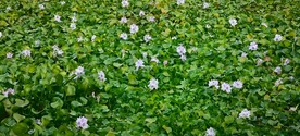 凤眼莲水葫芦
