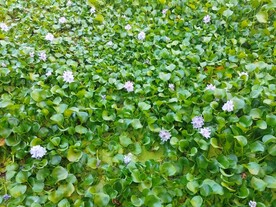 水葫芦花