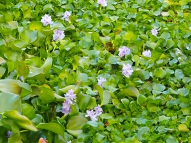 水葫芦花