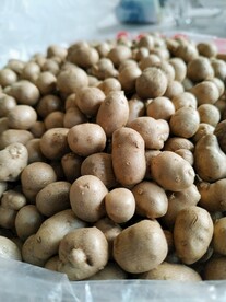 山药豆