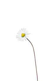 小雏菊