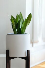 绿植盆栽