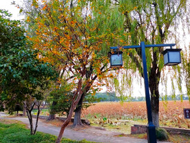 公园中式路灯