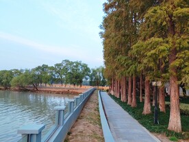 湖边杉树林