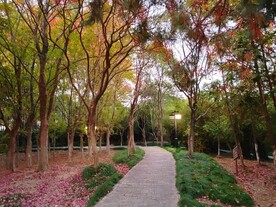 林间青石板路