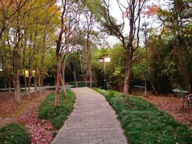 树林里石板路