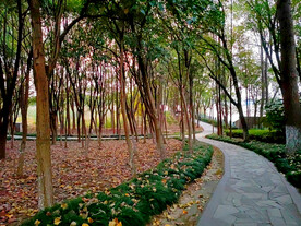 林中石板路