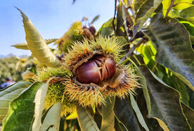 栗子树上的新鲜栗子