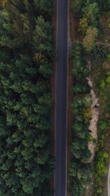 林中公路