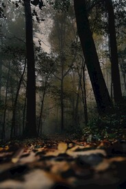 树林