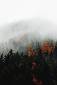 林间 云海