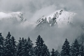 雾中森林