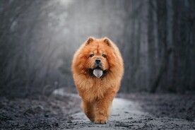 狮子狗