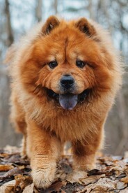 狮子狗